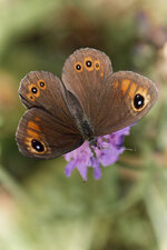 DSC_0552 Erebia sp noch zu bestimmen1050.jpg