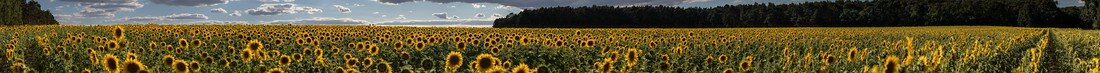 dslrPano-Sonnenblumen-klein (1 von 1).jpg