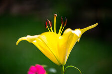 DSC_1665.jpg