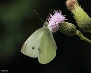 IMG_3122.jpg