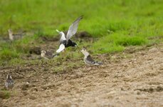 comp_IMGP9364 Kopie Kopie.jpg