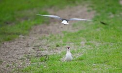 comp_IMGP9329 Kopie.jpg