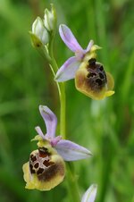 comp_atyp. O. holoserica'3.jpg