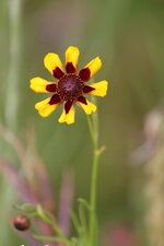 Blüte18.jpg