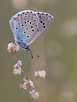 Thymian-Ameisenbläuling (Maculinea arion)1.jpg