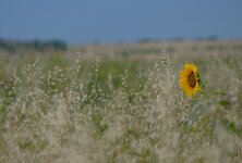 DSCF2106.jpg
