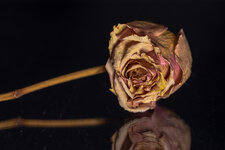 Rose-1.jpg