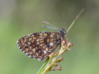 Baldrian-Scheckenfalter, (Melitaea diamina)2.jpg