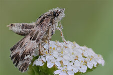 schmetterling1200.jpg