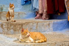 2017-04_Chefchaouen_5563_forum.jpg