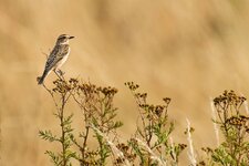 comp_DSC_0667_Braunkehlchen.jpg