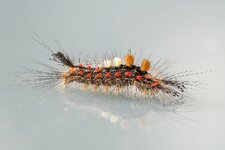 Oly_0069.jpg