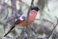 IMG_2153-convs.jpg IMG_2153-convs.jpg