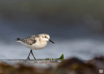 dslrHL17.9.18sanderling-1WZ.jpg