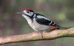 forumIMG_7427bunti.jpg forumIMG_7427bunti.jpg