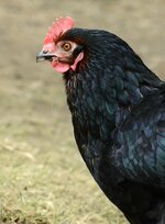 Blacky Portrait_comp_a_m_Blacky Portrait_DSC_7574.jpg