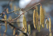 WinterBlüten2_2013.jpg