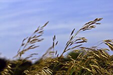 comp_Gras_im_Wind (1).jpg