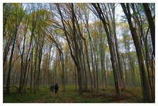 Junger Buchenwald in Rumänien02.jpg