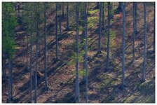 Schatten im Buchenwald.jpg