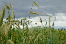 DSCF1299a.jpg