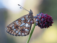 Braunfleckiger Perlmutterfalter (Boloria selene)4.jpg