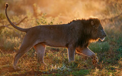 Lion_backlight_new.jpg