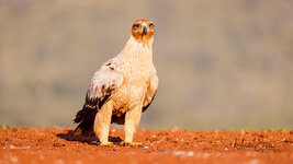 Tawny Eagle Sitting_new.jpg