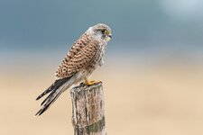 comp_DSC_0864_Turmfalke.jpg