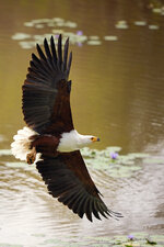 Forum-Seeadler-Fischfang-2-702951.jpg