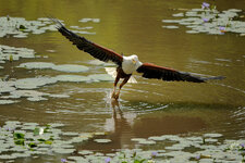 Forum-Seeadler-Fischfang-.jpg