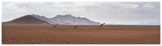 Giraffen Namib Rand2.jpg