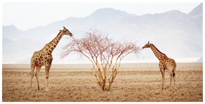 Giraffen Namib Rand3.jpg