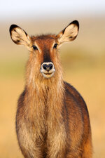 Forum-Wasserbock-Potrait-702180.jpg