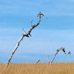 Tree_single_DSC_4071_squared.jpg