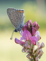 Lilagold-Feuerfalter (Lycaena hippothoe)3.jpg