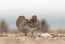 dslrHL14.9.sanderling-2WZ.jpg