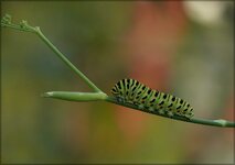 Schw-Schwanz-Raupe.jpg