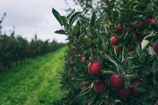 martin willmann foodfotograf apfel am baum nahaufname plantage.jpg