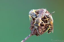 Furchenbienen_Stack_2018-09-14_DSLR.jpg