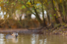 _MG_4933_Nutria.jpg