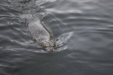comp_Norwegen 2016-8400.jpg