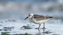 comp_DSC_0213_Sanderling.jpg