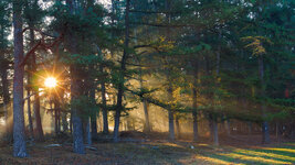 Wald-Herbstlicht-1.jpg
