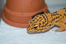 Gecko_Test_1 (1 von 1)-2.jpg