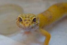 Gecko_Test_1 (1 von 1)-6.jpg