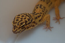 Gecko_Test_1 (1 von 1)-7.jpg