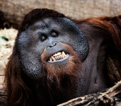 Orang-Utan-1000pix-2-.jpg