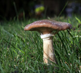 HHR_0318-Pilz-02.jpg