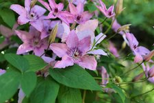 IMG_1250.JPG